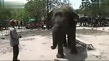 世界太疯狂 大象也会跳舞了（动物奇趣）