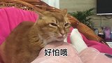 女主人:为什么我唱歌这么好听你还一副要打我的表情