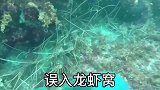随便潜个水，误入龙虾窝