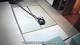 黑猩猩帮忙打扫房间，没成想狗狗还会擦玻璃