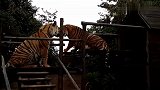 大猫争夺猫爬架大打出手，一旁围观的土豪轻声劝架