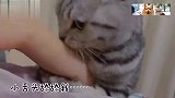 假装在哭泣，看看猫咪的反应，猫咪对你的爱超乎想象