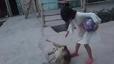 女孩用新球训练狗狗，结果悲剧了