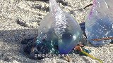 男子海边散步，突然脚下一痛，放慢视频20倍才找到“真凶”！