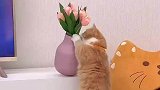 猫咪把花盆打碎之后仓皇逃窜，但是它万万没想到