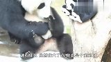 熊猫妈妈带孩子上幼儿园，下课铃响后，举动笑翻了