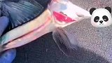它这是怎么了，钓上来就表现很痛苦