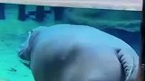 水下的河马，你们见过河马在水下的样子吗