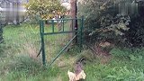 估计这猫咪被老虎揍过