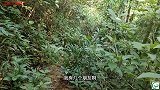 进入“原始森林”感受“鸟语花香”山路想象不到的难走，太危险了