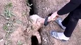 羊掉入夹缝中，被救出来后居然