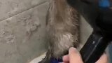 拿个吹风机吓成这样