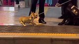 遇到警犬一见钟情，依依不舍的被拉走