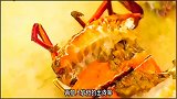 伊势海老：生在北方的澳龙兄弟