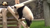 熊猫宝宝“背”着红叶爬木梯，乖萌无比的样子实在讨人喜欢