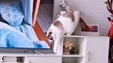 猫 作为一只喵你这样合适么 星探家既败家又省钱