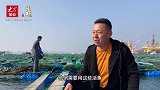 果然视频｜吃海藻住网箱!烟台这里的海参这么样