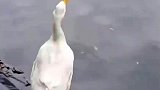 蝴蝶真是一根筋，竟然跟这个呆头鹅杠上了