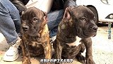 卡斯罗护卫犬威武霸气，帮广西老哥安排两只，这气势没谁啦