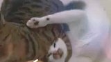 两只猫打架相互锁喉