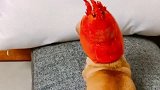 主人给狗狗头上套个龙虾壳，你们都忍住别笑