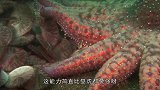 将海星圈养起来当食物，待海星再生后循环食用，这家伙成精了！