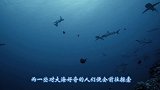 男子出海遇见虎鲸，跳下水和虎鲸游泳，虎鲸：来，我教你游泳
