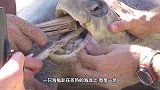 海龟主动像人类求助，面对剧痛的手术，没有任何挣扎