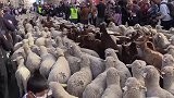 羊群从西班牙首都马德里街道穿过，迁徙前往冬季牧场