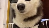 给二哈二哈 找了份体面的工作