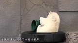 北极熊把桶当头盔带，网友：道理我都懂，为何偏偏是绿色？