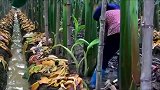 山区种甘蔗的农民，农民要的不多，只希望年年风调雨顺！