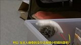 小奶猫想拿逗猫棒玩耍，踮起脚尖也没有取下，太逗了