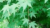 都说绿色护眼，分享给大家养养眼