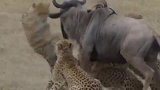 猎豹攻击牛羚，牛羚拼死反抗！