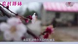大洋联合奶奶说胖妹悄悄话，派旺财去逮鸡，这下午饭有口福喽