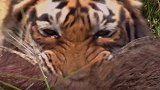 红毛猩猩套个蛇皮口袋，“装神弄鬼”吓唬同伴，被按地上狂揍！