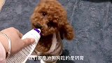 泰迪多多花样吃零食，眼睛睁的圆圆的很讨喜，两个小爪子也可爱