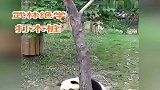 功夫熊猫上树，确定这不是人假扮的？
