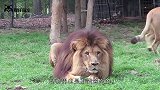 雄狮一巴掌打飞小狮子，母狮目睹全过程，下一秒雄狮要倒霉了！