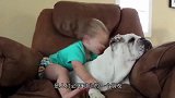 斗牛犬犯错以后，以为我要炖了它，一直在瑟瑟发抖