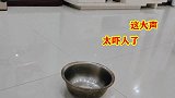 主人让边牧把它饭盆拿过来 刚拿起来就掉地下了 气的罢工不干了