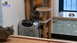 胖公猫夫妻一见面就像仇人一样，见猫儿子过来，猫爸眼神立刻变了