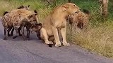 落单的母狮出门觅食，谁料被四只鬣狗包围了，狮子还有活路吗？