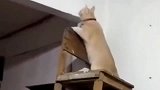 橘猫,一群大老爷们,抓个壁虎都要我出马