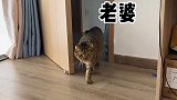 被吼后委屈巴巴的小猫咪