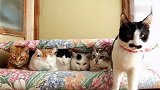 天太冷了，七只猫挤在一个被窝里取暖