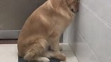 狗子：这什么味的小鱼干，真难吃！