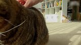 家庭萌猫大锦集，这么多只猫咪，领养哪一只呢