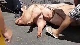 墨西哥20吨运猪车高速侧翻 村民蜂拥而至大马路抢活猪
